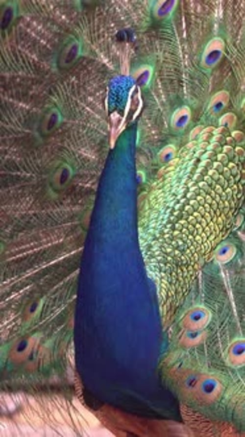 Stunning Close Up of a Colorful Peacock
