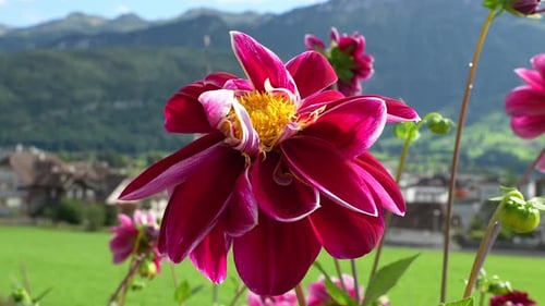 Red Dahlia Flower with Alpine Mountain Background in Summer.