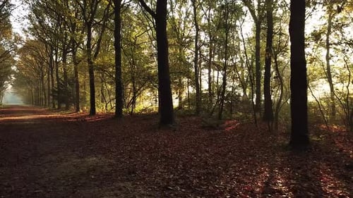 Goldener Morgen: Sonnenlicht, das durch hohe Bäume im Herbstwald scheint