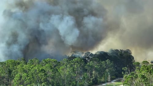 Aerial View of Large Wildfire Burning Severely in Florida Jungle Woods Hot Flames with Dense Smoke
