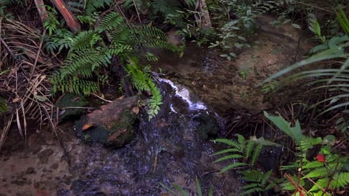 fliegender Bach hautnah im Nebelwald