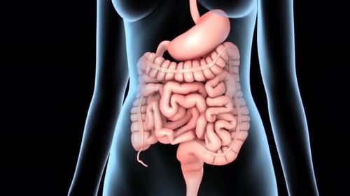 3D Animated Human Anatomy: Digestive, Lungs, Heart Systems