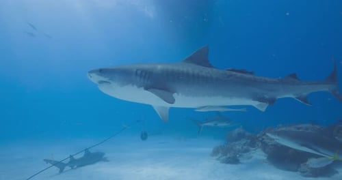 Tiger Shark Swims By With Boat Overhead In The Bahamas