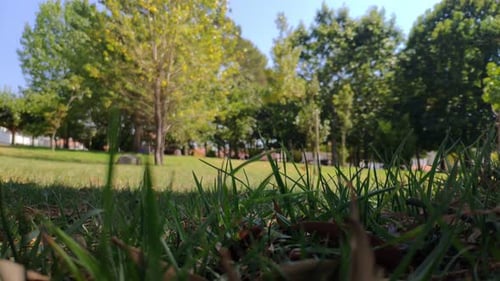 Gras, Nahaufnahme der Landschaft mit Bäumen im Hintergrund, unscharf, der Wind bewegt seine Flaggen