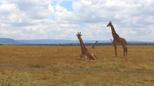 Giraffes on the African Savannah
