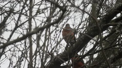 Canadian Robin's Sitting in a blossom tree during winter in British Columbia