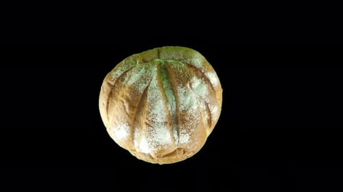 Moldy Loaf of Bread Rotating on Black Background