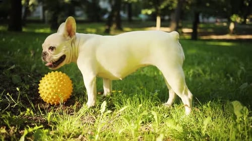 Portrait Funny White French Bulldog Enjoys Walking in Field Look Around Sunset Playing with a Yellow