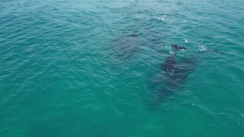 4K60 Humpback Whales (Megaptera Novaeangliae) Swimming in the Indian Ocean, Australia