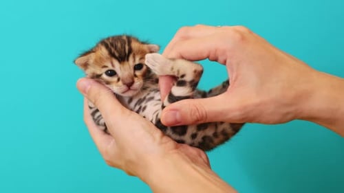 Nahaufnahme von kaukasischen Frauenhänden beim Miauen, die ein hübsches Toyger-Kätzchen halten, isoliert auf rosa