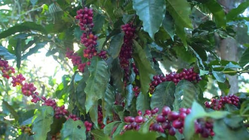 A coffee plant filled with red ripe coffee beans fruit in a windy field.