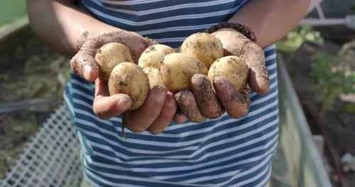 Biracial man working in garden and holding potatoes, slow motion