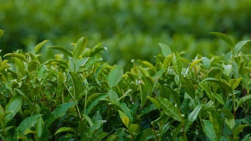 Tea Leaves Young Green Leaves on the Tea Bush Close Up Tea Bush on Plantations in Morning Light Raw