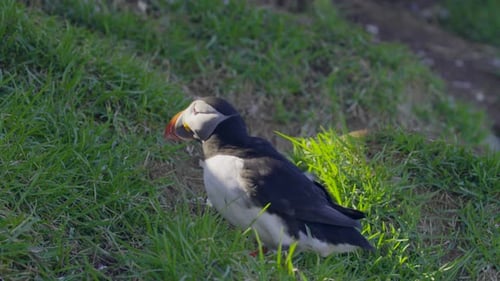 Puffins basking in the sun on a grassy cliffside at a coastal habitat during early summer months