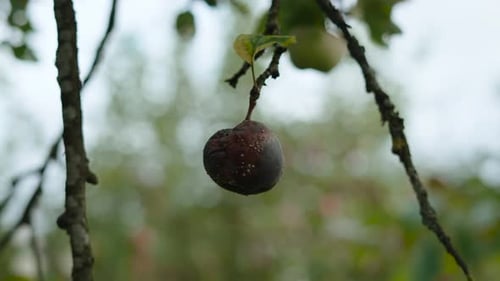 Fauler Apfel mit Schimmel in Form eines Herzens hängt in Nahaufnahme an einem Ast