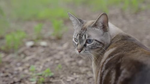Beautiful grey striped stripes cat turns head hears something slow motion 4K