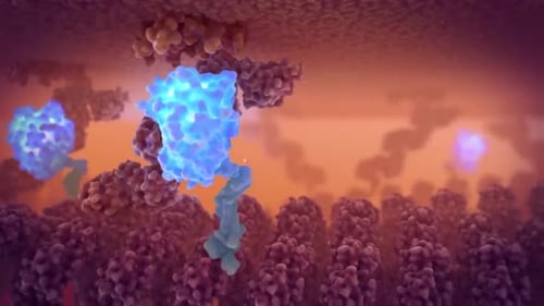 3D Animated Biological Cellular Interaction Process