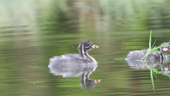 Bird cheeks in pond MP4 4k UHD Video., Nature Stock Footage ft. birds ...