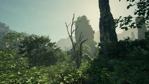 A Lush Green Forest Filled with Lots of Trees