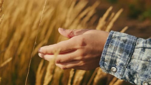 Woman Hand Touching a Golden Wheat Ear in the Wheat Field Wearing Blue Checkered Shirt Closeup