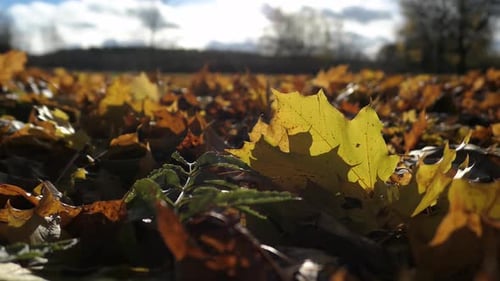 Colorful Autumn Leaves Covering the Ground