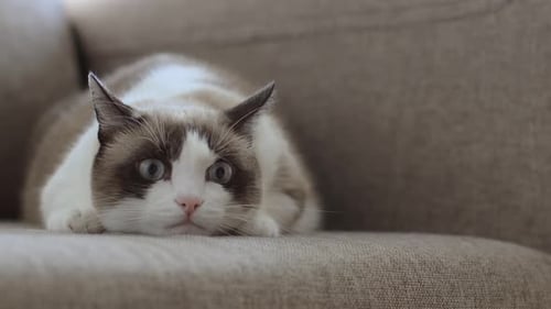 Cat Resting Calmly on the Couch