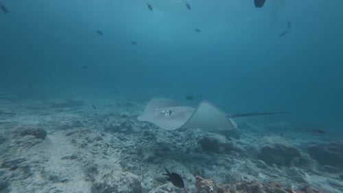 Stingray Glides Over the Sea Floor and Passes Close to the Camera