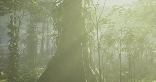 La lumière du soleil filtre à travers un feuillage luxuriant dans un cadre forestier serein