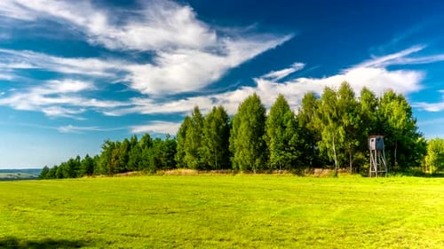 Forest meadow.