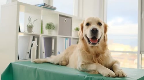 Dog Lying on Table in Veterinary Clinic