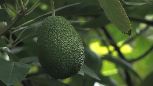 Close Up of Ripe Avocado on Tree Branch