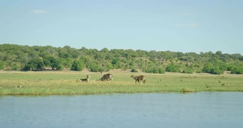 Waterbucks sur une rivière au Botswana, large