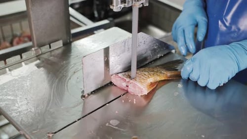 Fish Being Filleted on a Conveyor in an Industrial Seafood Processing Plant