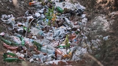 Forest Polluted with Garbage