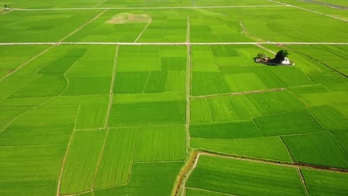 Picturesque Aerial View of Green Paddy Fields in the Countryside on Summer Day