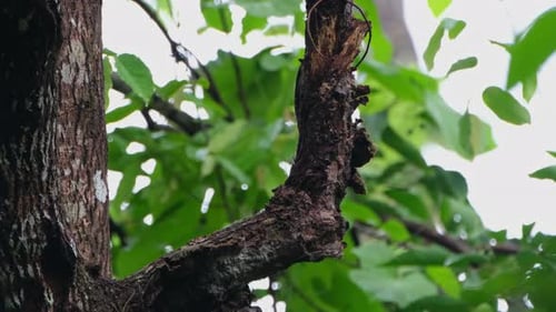 Seen on the left side from the top pecking as it goes down and behind the branch looking for food to