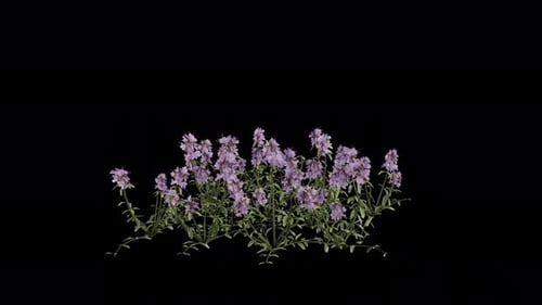 Plant de thym sauvage qui souffle dans le vent. Plante à fleurs animée. Canal Alpha. Animation en boucle