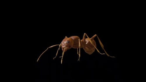 Ant Hd