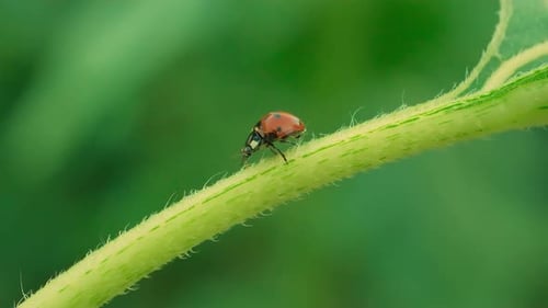 Macro View Of A Ladybug On Green Plant Slow Motion Close Up 4k