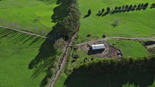 Kuhherde bewegt sich auf einer von Bäumen gesäumten Landstraße, umgeben von grünen Feldern, ländlicher Landschaft
