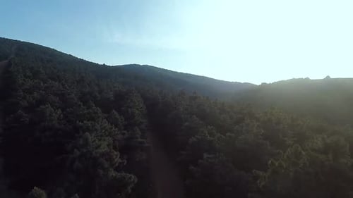 Aerial Pine Forest