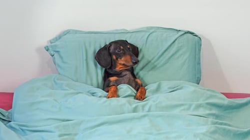Dachshund Dog Resting Comfortably in a Bed