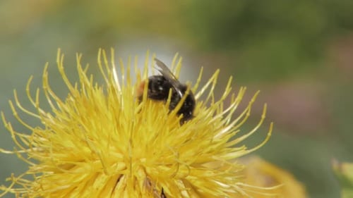 A macro close up shot of a bumble bee on a yellow flower searching for food.