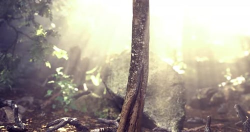 Natural Light Filtering Through Trees in a Serene Forest Setting