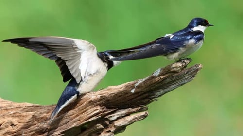 White Throated Swallows Perched On A Branch