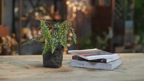 Un bégonia vibrant aux feuilles à pois dans un pot en tissu noir, placé sur un thé en bois rustique