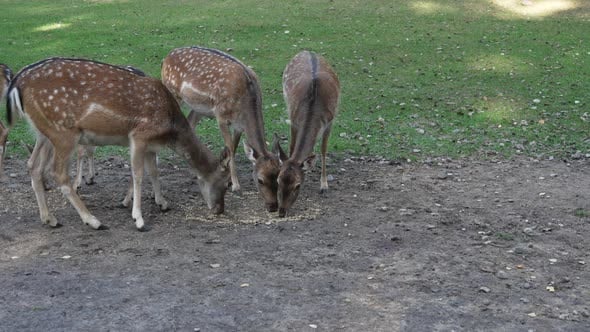 Young roe deer eating grain from the ground in a pasture and grazing ...