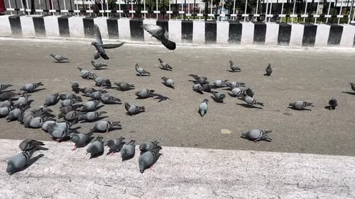 Taubenschwarm, Vögel, die vom Bürgersteig abheben, scharen sich auf der Straße