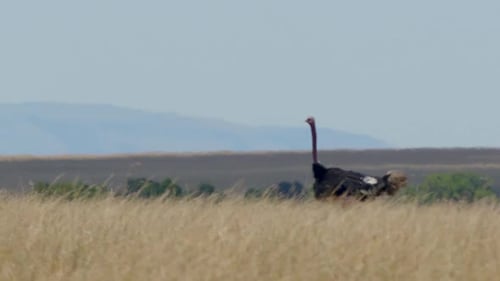 Ostrich Running in Tall Grass.