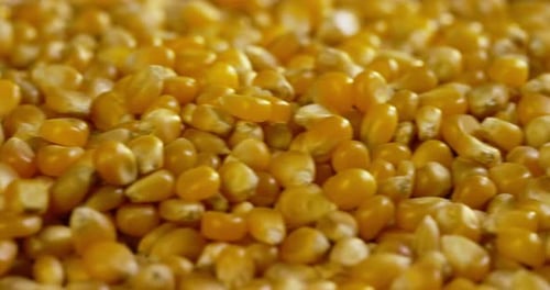 grains of corn and wheat and popcorn on a wooden table.
concept of organic agriculture and genuin